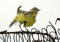 Sometimes they pose, sometimes they don't! - Yellow Wagtail at Monkmoor 6th June 2005 by Paul Ki...