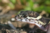 : Coleonyx mitratus; Banded Gecko