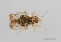 : Corythucha sp.; Lace Bug