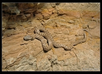 : Hypsiglena torquata ochrorhynchus; Spotted Night Snake