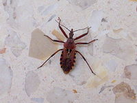 : Rhynocoris erythropus
