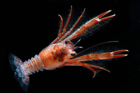 : Pleuroncodes planipes; Pelagic Red Crab