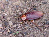Periplaneta brunnea - Brown Cockroach