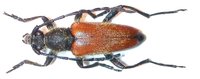 Paracorymbia excisipes