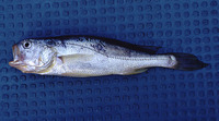 Larimichthys crocea, Croceine croaker: fisheries, aquaculture, aquarium