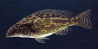 Nimbochromis linni, : fisheries, aquarium