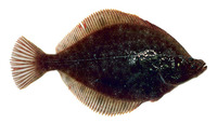 Limanda proboscidea, Longhead dab: fisheries