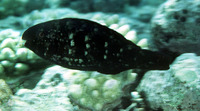 Scarus spinus, Greensnout parrotfish: