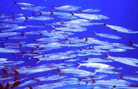 Sphyraena qenie, Blackfin barracuda: fisheries, gamefish