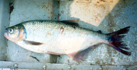 Brycon guatemalensis, Machaca: gamefish