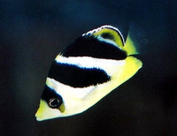 Chaetodon mitratus, Indian butterflyfish: