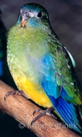 Neophema pulchella - Turquoise Parrot
