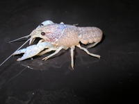Image of: Procambarus alleni