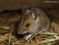 Apodemus sylvaticus - Long-tailed Field Mouse