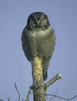 Image of: Surnia ulula (northern hawk-owl)