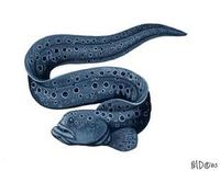 Image of: Anarrhichthys ocellatus (wolf-eel)