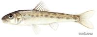 Image of: Percopsis omiscomaycus (trout-perch)