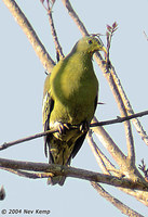 Sumba Green Pigeon - Treron teysmannii