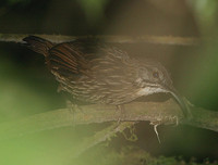 Sumatran Wren Babbler - Rimator albostriatus