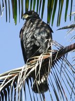 Common Black-Hawk - Buteogallus anthracinus