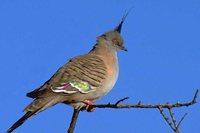 Crested Pigeon - Geophaps lophotes