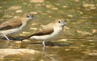 African Silverbill - Euodice cantans