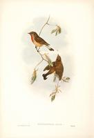 Richter after Gould Red-breasted Flycatcher (Erythrosterna parva)
