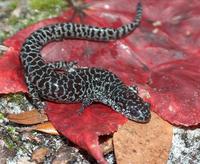 : Ambystoma cingulatum; Flatwoods Salamander