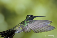 : Eugenes fulgens; Magnificent Hummingbird