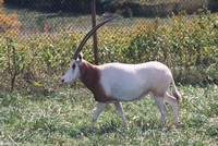 : Oryx dammah; Scimitar-horned Oryx