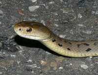 : Tropidechis carinatus; Rough-scaled Snake