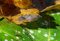 : Gliabates oregonius; Salamander Slug