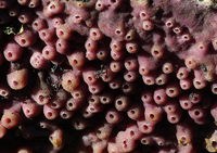 : Haliclona permollis; Purple Sponge
