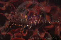 : Heptacarpus palpator; Intertidal Coastal Shrimp;