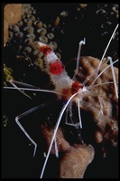 : Stenopus hispidus; Banded Coral Shrimp