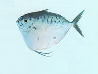 Mene maculata, Moonfish: fisheries