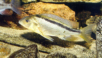 Maravichromis sphaerodon, Roundtooth hap: aquarium