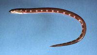Ophichthus puncticeps, Palespotted eel:
