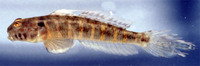 Ctenogobius stigmaticus, Marked goby: aquarium