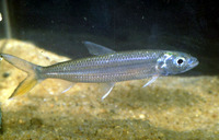 Hydrocynus forskahlii, : fisheries, gamefish