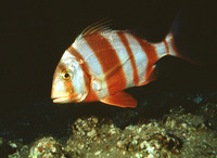 Pagrus auriga, Redbanded seabream: fisheries, gamefish, aquarium