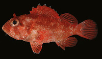 Sebastapistes fowleri, Pigmy scorpionfish: