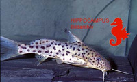 Synodontis multimaculatus, : fisheries