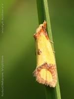 Agapeta zoegana - Knapweed Root Moth