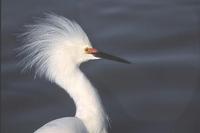 Image of: Egretta thula (snowy egret)