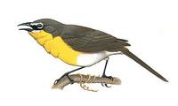Image of: Icteria virens (yellow-breasted chat)