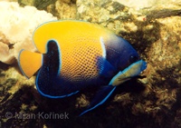 Pomacanthus navarchus - Blue Girdled Angelfish