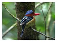 Banded Kingfisher - Lacedo pulchella