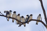 White-breasted Woodswallow - Artamus leucorynchus