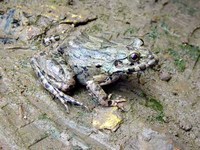 : Fejervarya cancrivora; Gulf Coast Frog